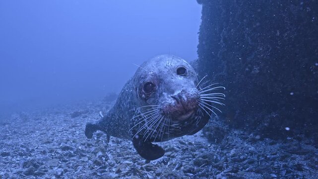 Young harbor seal kisses camera dome.