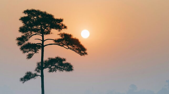 Pine tree silhouette standing tall against a glowing orange sky, atmospheric sun setting creating a tranquil scene