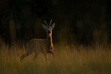 Male roe deer buck (Capreolus capreolus) barking on a meadow at sunset. European roe deer calling / warning with open mouth in dramatic low key lighting against dark forest background. © WojtekWildlife