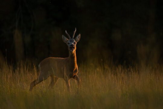 Male roe deer buck (Capreolus capreolus) barking on a meadow at sunset. European roe deer calling / warning with open mouth in dramatic low key lighting against dark forest background.