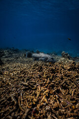 Large map pufferfish swimming over coral rubble floor in deep blue ocean. © PIPE DIVE UNDERWATER