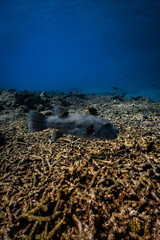 Large map pufferfish swimming over coral rubble floor in deep blue ocean. © PIPE DIVE UNDERWATER