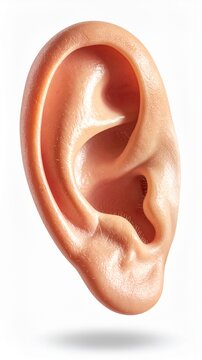 Realistic Human Ear Isolated on White Background - Hearing and Anatomy Concept
