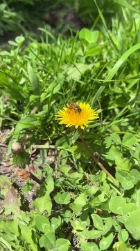 Bee collecting pollen on yellow dandelion flower in green grass