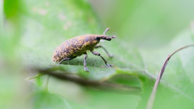 Thistle Bud Weevil on Green Leaf Before Walking Away Macro Nature