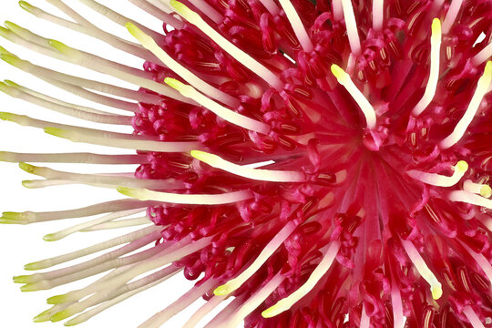 Close-up of isolated Pincushion Hakea (Hakea laurina) flower, Australian native plant