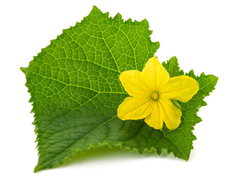 Cucumber leaf  with flower