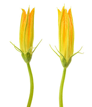 Squash blossom