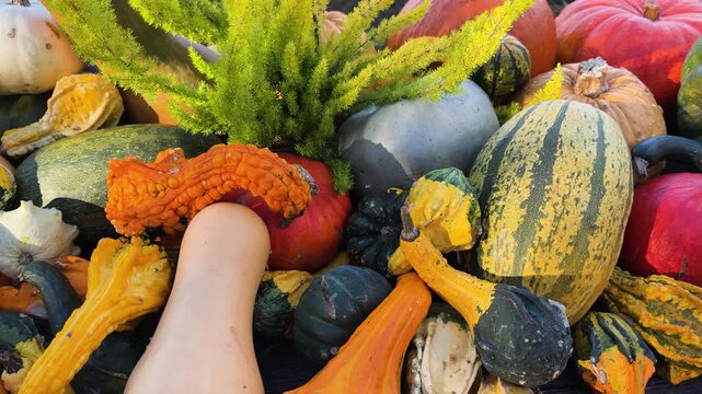 pumpkin patch at farm