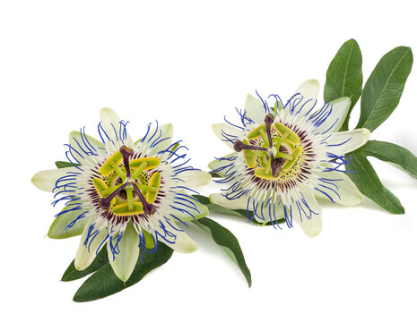 Passionflower Branch
