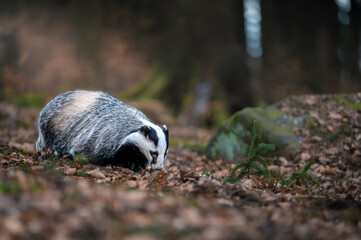 European badger Meles meles sniffing the ground in a forest covered with dry autumn leaves. © Rudolf