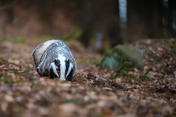 European badger Meles meles sniffing the ground in a forest covered with dry autumn leaves. © Rudolf