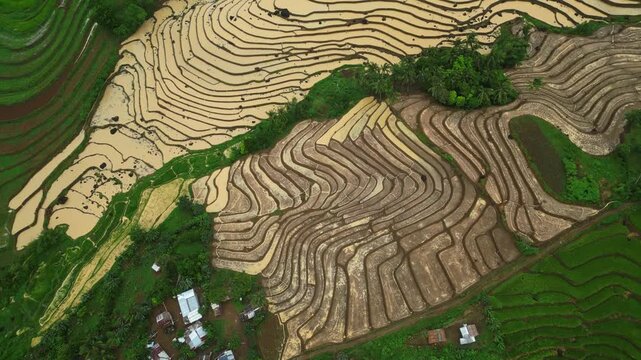 Drone view over rice fields in San Jose, Cam Sur, featuring vibrant green and golden-yellow agricultural plots arranged in intricate patterns. Professional aerial B-roll for any project.