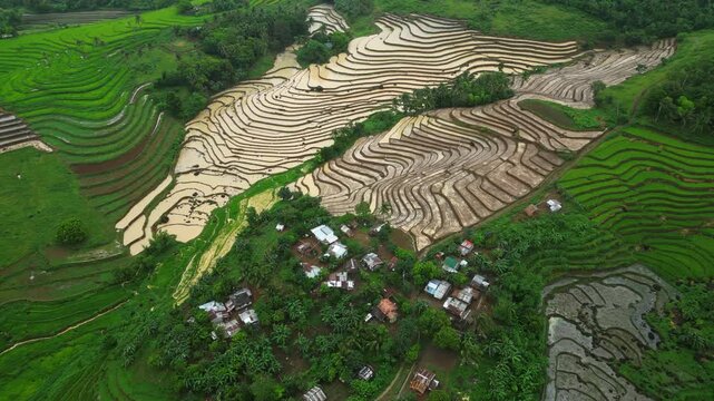 Yellowish rice fields in San Jose, Camarines Sur displaying repeating agricultural patterns before the next planting cycle.