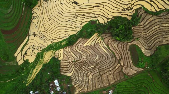 High-quality aerial drone footage revealing abstract patterns formed by yellow and green rice paddies in Cam Sur, Philippines. Curved field boundaries, agricultural pathways and contrasting vegetation