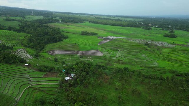 A patchwork of yellow and green fields spreads across San Jose, Ocampo Camarines Sur, Philippines, showing the varied textures of the rural farming landscape.