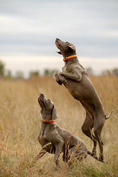 Two Weimaraner Dogs Jumping and Playing in Autumn Field Outdoors