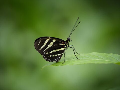 Close-up of a Zebra Swallowtail Butterfly on a Green Leaf