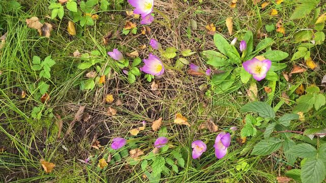 Colchicum flowers blooming across a grassy garden area with fallen leaves, capturing a natural late-season scene and delicate autumnal beauty.