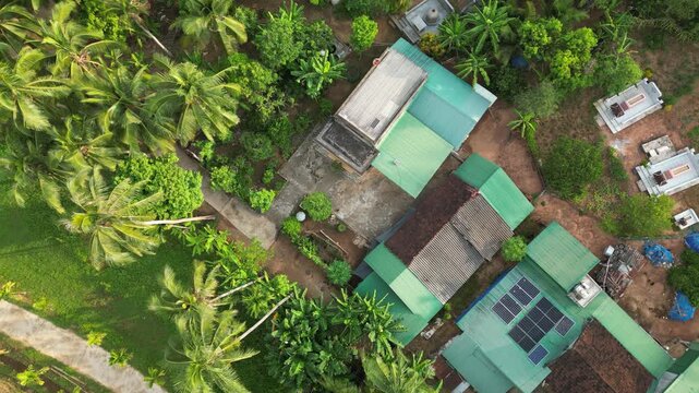 Aerial drone view looking directly down at rural houses surrounded by dense coconut palms and tropical vegetation. Solar panels appear on one rooftop among the homes in Hoi An Vietnam.