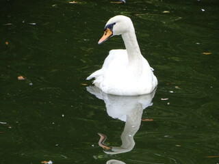 white swan on the water © Роман Хмелівський