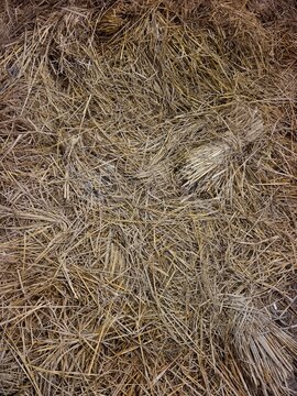 A detailed top down view of dry brown straw and hay texture covering the ground in a field