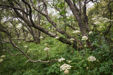 Obraz premium Green woodland with wildflowers in Iceland