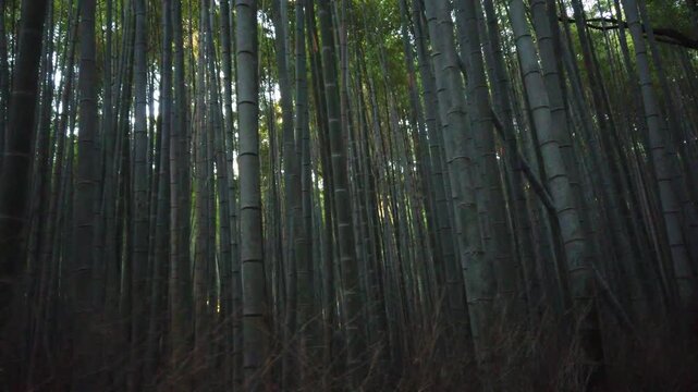 A POV walking shot moves through the dense towering bamboo stalks of the Arashiyama Bamboo Grove in Kyoto, Japan, with sunlight filtering through the canopy above