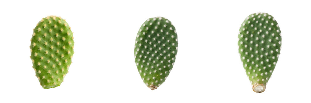 Green Prickly Pear Cactus Pad Set Isolated on White Background