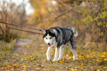 Walking with your favorite husky dogs in the park in autumn. Autumn walk in the park with your dog. © sergo321