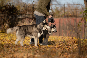 Walking with your favorite husky dogs in the park in autumn. Autumn walk in the park with your dog. © sergo321