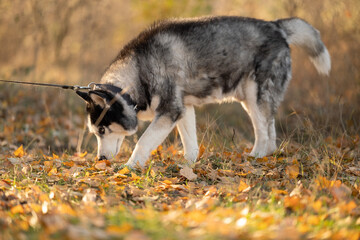Walking with your favorite husky dogs in the park in autumn. Autumn walk in the park with your dog. © sergo321