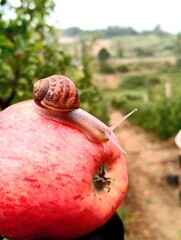  Small snail crawling slowly on fresh red organic apple in orchard close up shot © Ranbir Rana