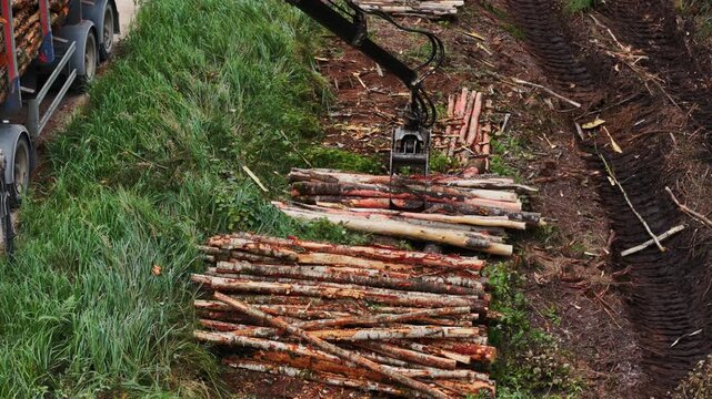 Timber Extraction In Latvia - Forest Habitat Under Industrial Pressure