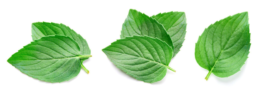 Fresh mint leaves set. Green herbal leaves isolated on white background with clipping path