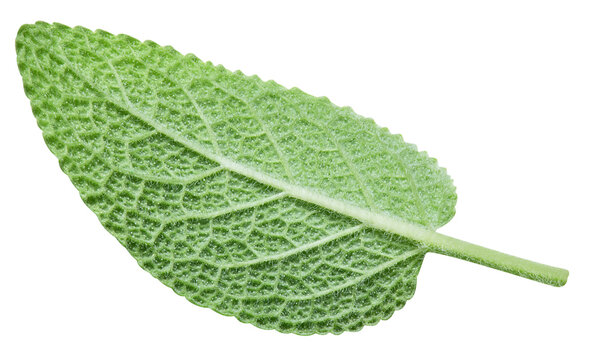 Sage leaves isolated on white background. Fresh organic green sage herb with clipping path. As design element. Full depth of field