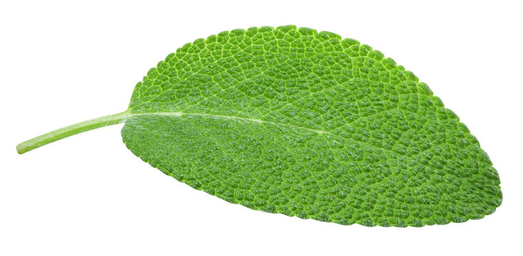 Sage leaves element composition. Fresh organic raw green herb isolated on white background. Clipping path. Full depth of field