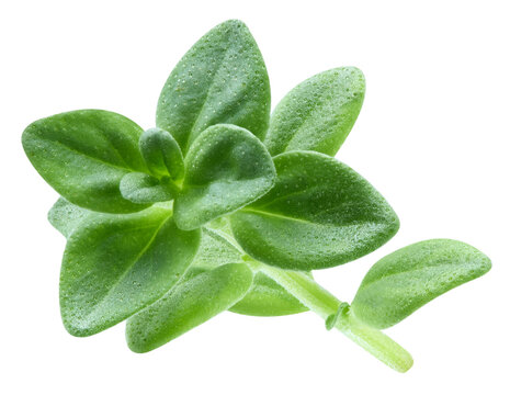 Fresh thyme spice macro photo isolated on white background. Organic aromatic herb for packaging design with clipping path. Full depth of field