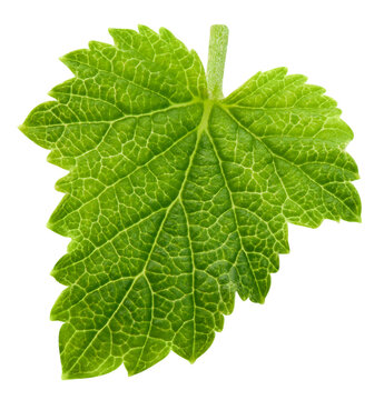 Fresh green currant leaf on white background. Organic currant leaf macro studio photo with clipping path. As design element