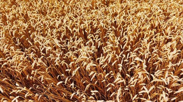 Ripe wheat heads form texture while drone retreats above golden summer crops
