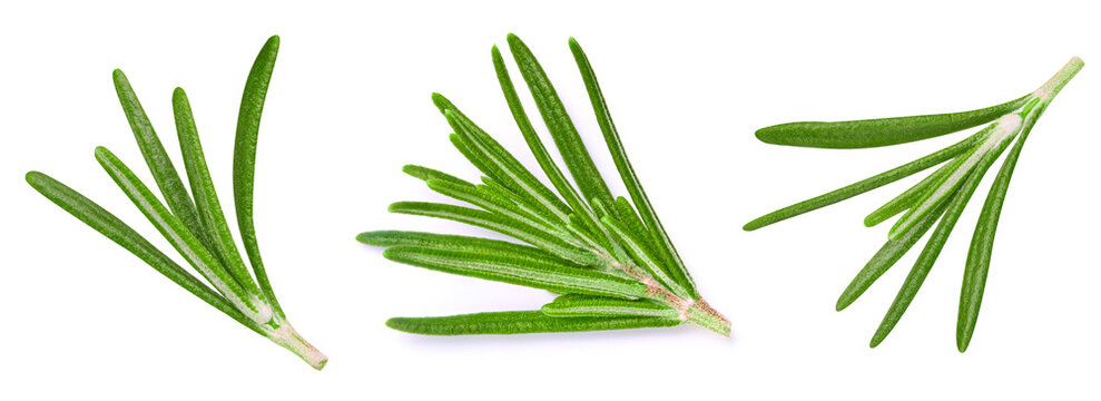 Fresh green rosemary branches set isolated on white background. Rosemary sprigs for packaging design. Full depth of field