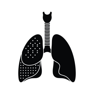 Human pulmonary organ and tracheal structure for clinical respiratory system educational study
