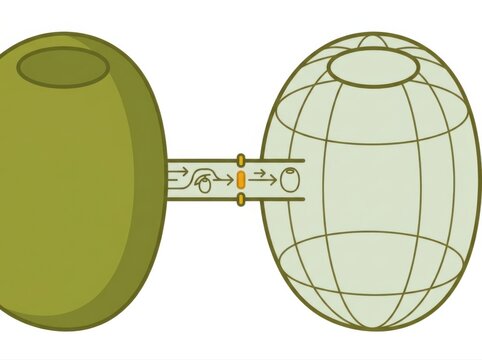 Plant fertilization diagram showing pollen tube and ovule development