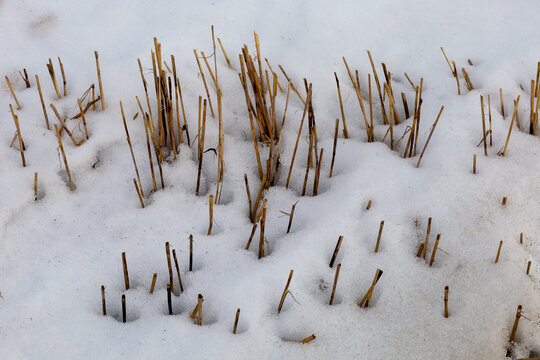 Dry, golden stubble pokes through the fluffy blanket of white snow. It recalls the past harvest and winter silence. The snow surface is uneven, with thin shadows around the stalks. The contrast of col