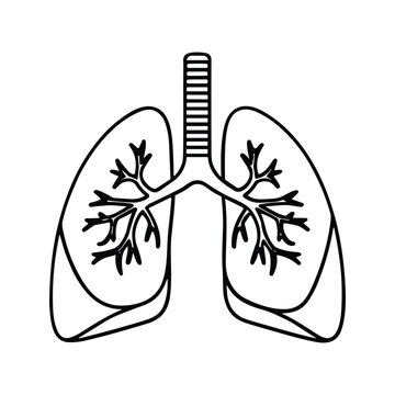 Respiratory system anatomy and lung bronchial tree line art vector for medical education textbooks