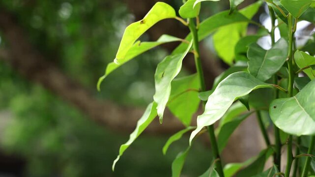 Cinematic and dreamy close-up of green leaves on a bright day at Shanghai Zhujiajiao Historical Town