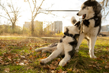 Walking with your favorite husky dogs in the park in autumn. Autumn walk in the park with your dog. © sergo321
