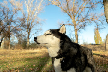 Walking with your favorite husky dogs in the park in autumn. Autumn walk in the park with your dog. © sergo321
