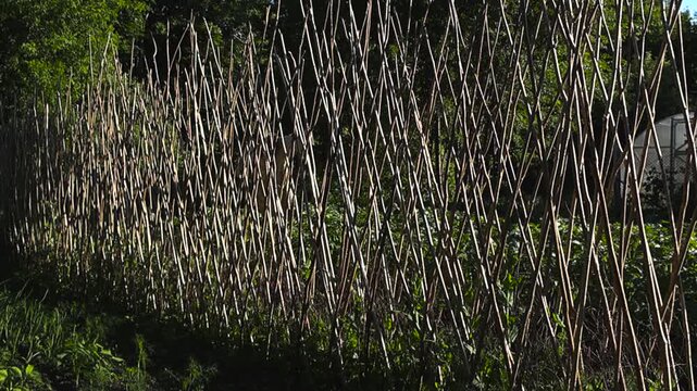 Traditional criss cross structure made of long wooden sticks supporting young pea plants growing in a lush, green vegetable garden during a sunny summer day in the countryside