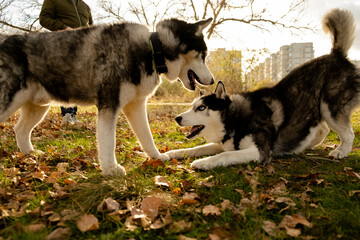 Walking with your favorite husky dogs in the park in autumn. Autumn walk in the park with your dog. © sergo321